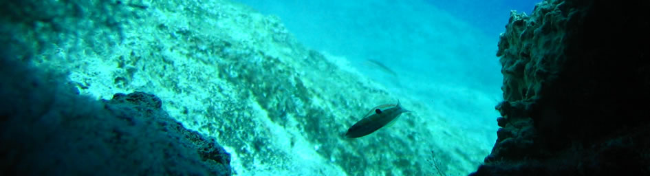 Tauchen  Sardinien - Tauchgebiete vor Sardiniens Küsten